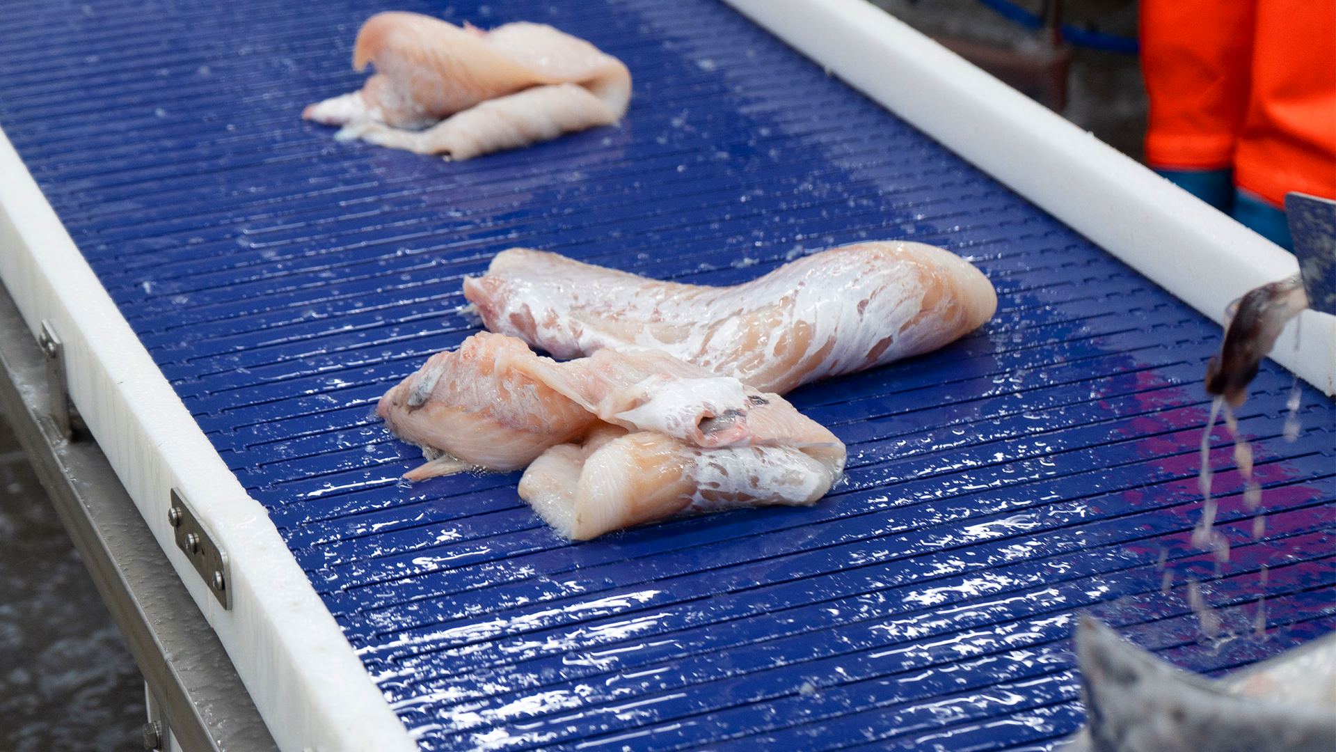 Icelandic fish processor boosts hygiene and efficiency