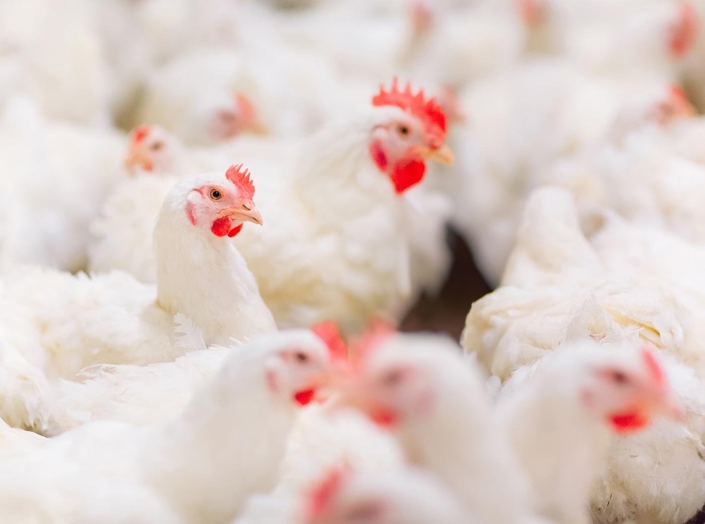 Chickens in a poultry farm