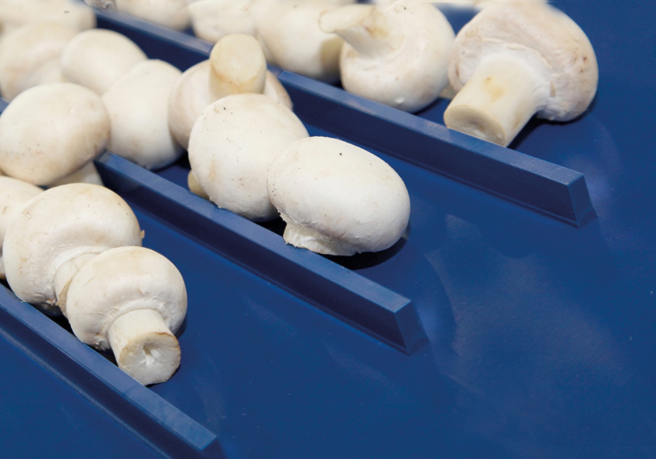 Cleats on a Cleandrive conveying mushrooms.